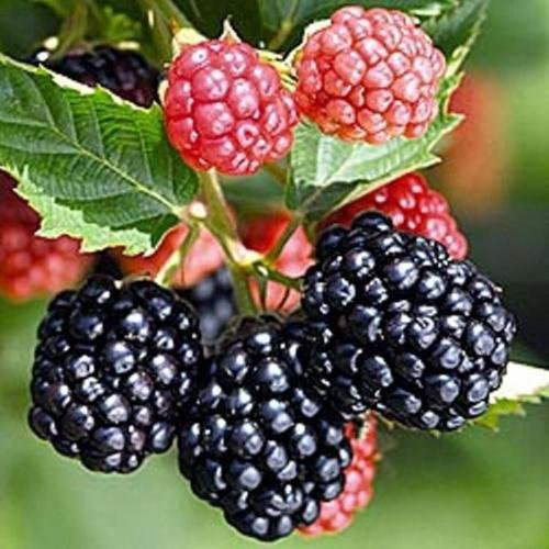 5 Triple Crown Blackberry Plants - Thornless Edible Berry Shrubs - Rubus fruticosus - Live Starter Plants for Gardens and Orchards