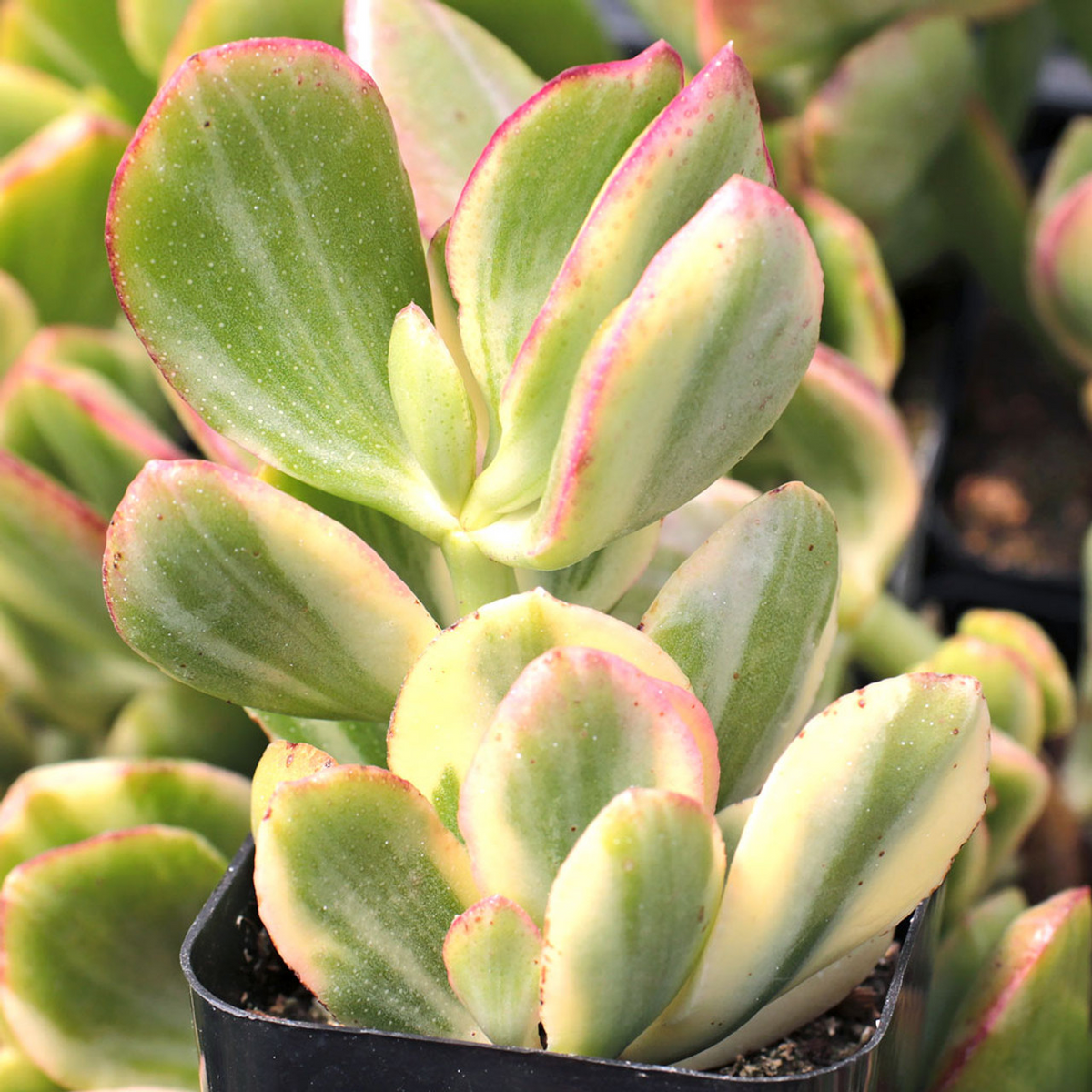 5 Cuttings Variegated Jade Lemon Lime Succulent Crassula Ovata Tri-Color - Unrooted Stem Cuttings for Propagation