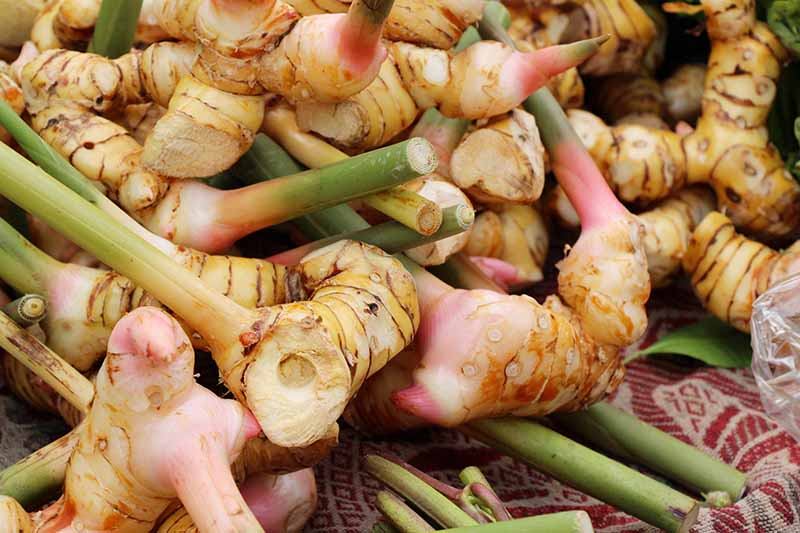 Thai Ginger Galangal Roots, 6 Live Rhizomes, Alpinia galanga, Tropical Culinary Plant for USDA Zones 9-12
