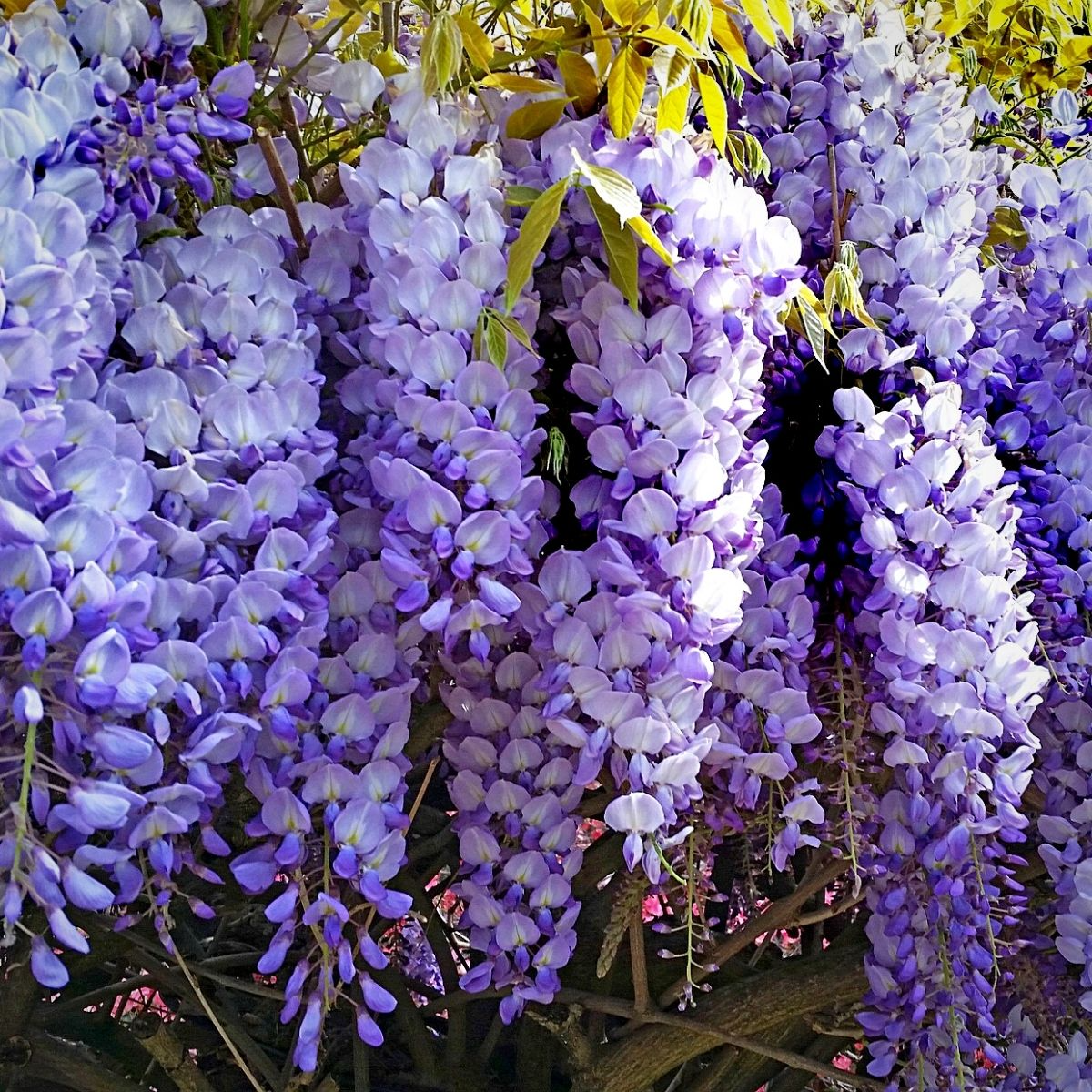 Japanese Wisteria Cuttings (2) - 10 Inch Rooted - Pink/Blue/Purple Blooms - Wisteria floribunda - Fragrant Climbing Vine