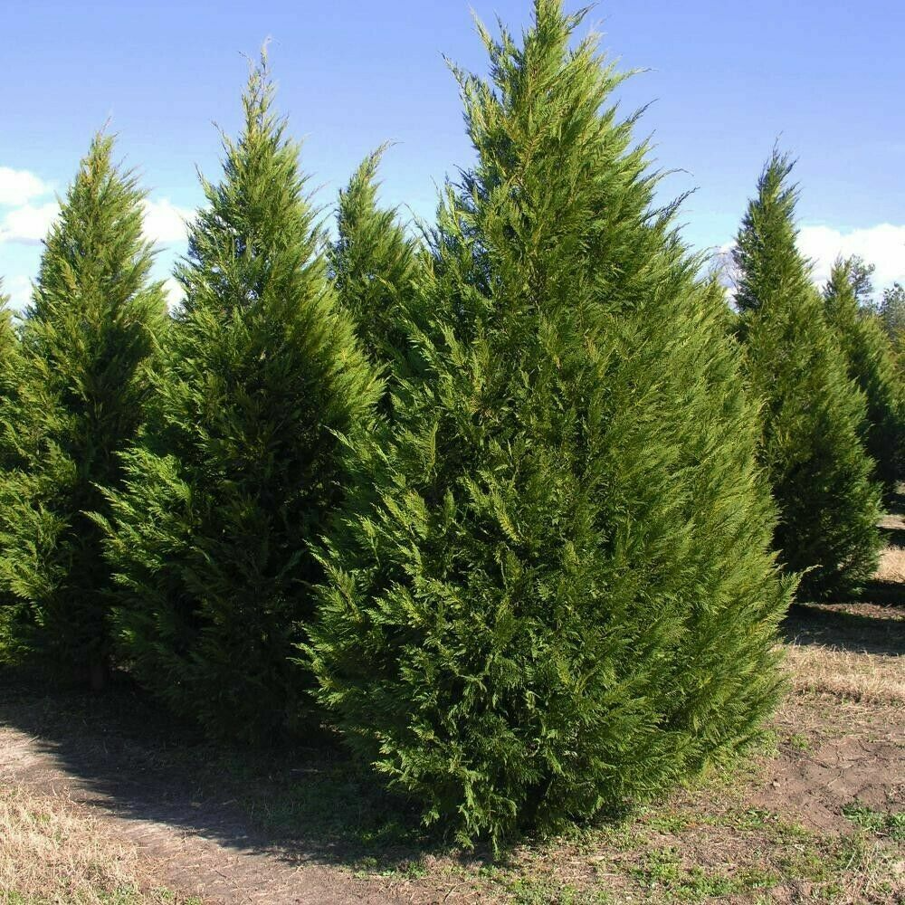 35 Unrooted Cuttings Leyland Cypress 6-8" Fast-Growing Evergreen (Cupressocyparis leylandii) for Privacy Screen and Hedges