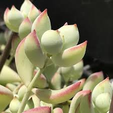 Cotyledon Pendens Cuttings, 4 Unrooted Trailing Succulent Stems, Cliff Cotyledon, Drought Tolerant, USDA Zones 9-11