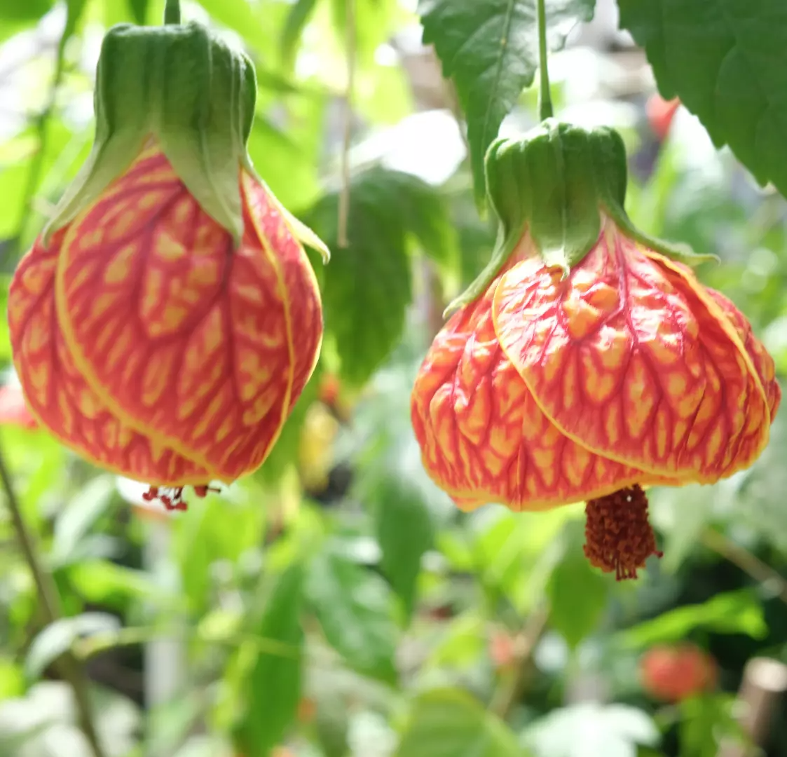 Tiger Eye Abutilon Starter Plant - 4" Pot, Unique Orange Blooms, Flowering Maple, Abutilon pictum 'Tiger Eye'