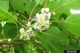 Hardy Kiwi Cuttings - 8 Live Hardwood Cuttings (Geneva3, Anna, Issai, Meader) Actinidia arguta for Zones 3-9