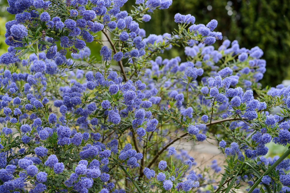 California Lilac Cuttings - 3 Unrooted 6" Stems, Fragrant Blue Blooms, Drought-Tolerant, Ceanothus spp.