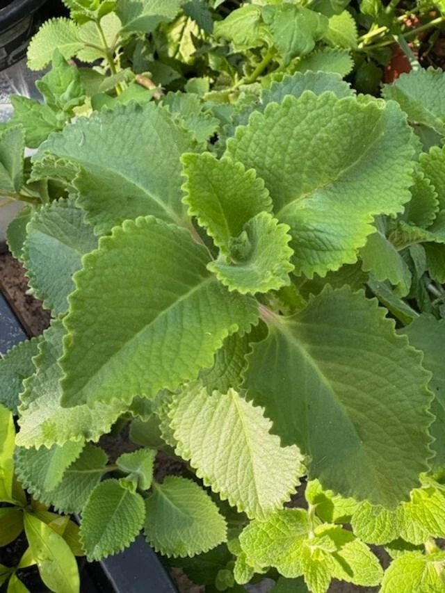 Cuban Oregano Cuttings - Plectranthus amboinicus - 3 Extra Fragrant Cuttings - Spanish Thyme - Aromatic Herb for Indoor Garden