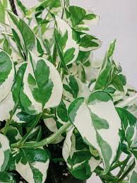 Unrooted Pothos Cuttings - 3 Pearls and Jade - Devil's Ivy Variegated House Plant - Easy Care Indoor Plant for Propagation