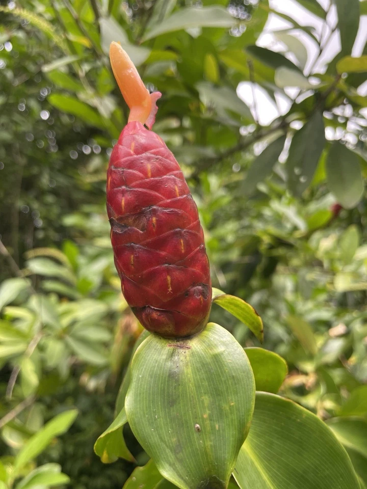 Costus Woodsonii Cuttings - 12 Pcs Organic Red Cone Ginger - Shampoo Plant - Tropical Fast Rooting - Hawaiian-Grown