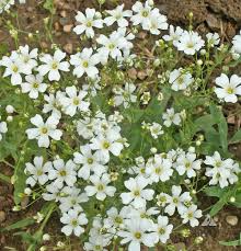 1,000 Baby's Breath Seeds | Gypsophila elegans | Non-GMO Annual Flower Seeds for Bouquets, Borders & Pollinator Gardens