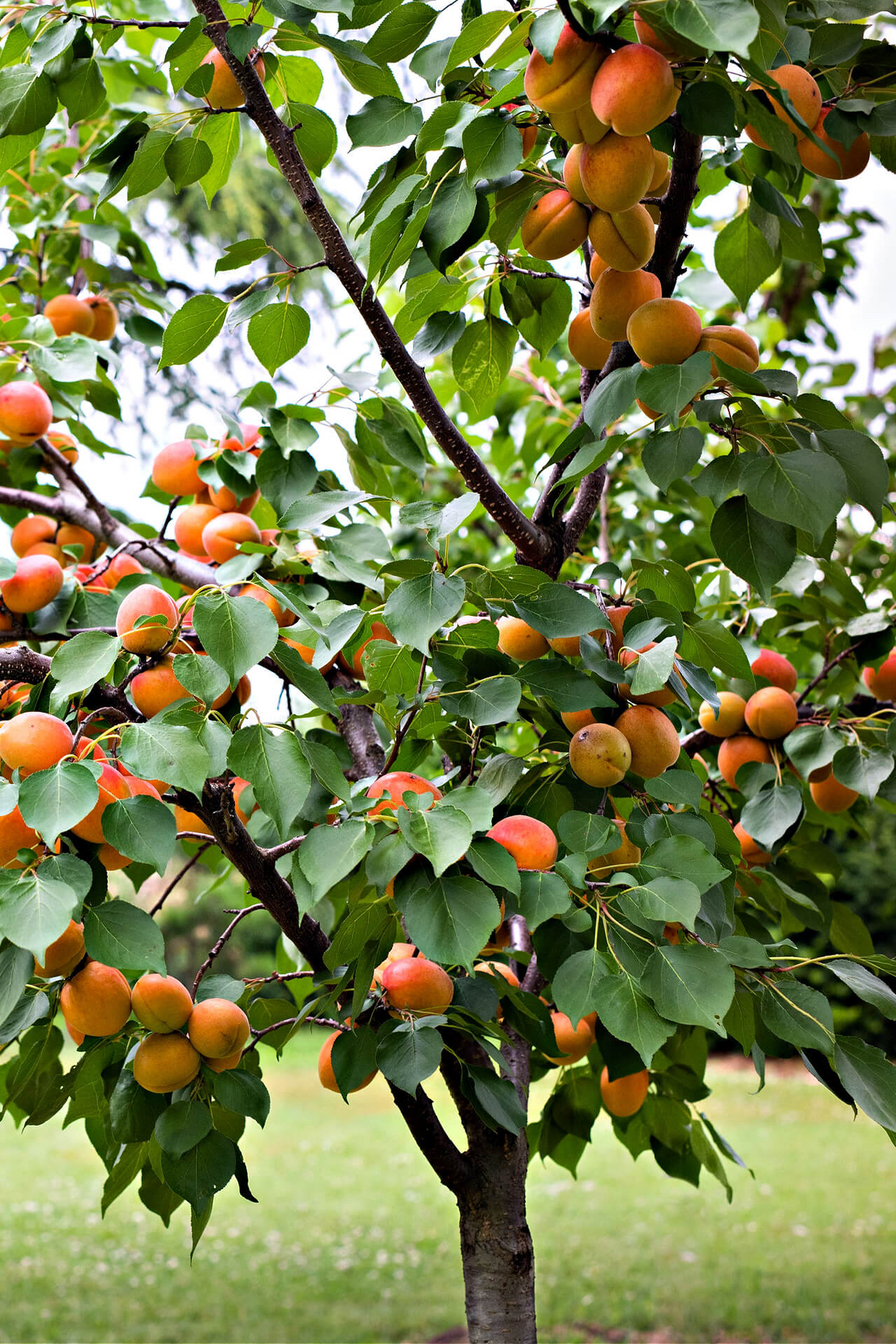 Apricot Tree Cuttings 3 Pack - 6" Rooting/Grafting Scion Wood - Fresh & Viable - Prunus armeniaca - Fruit Tree Propagation