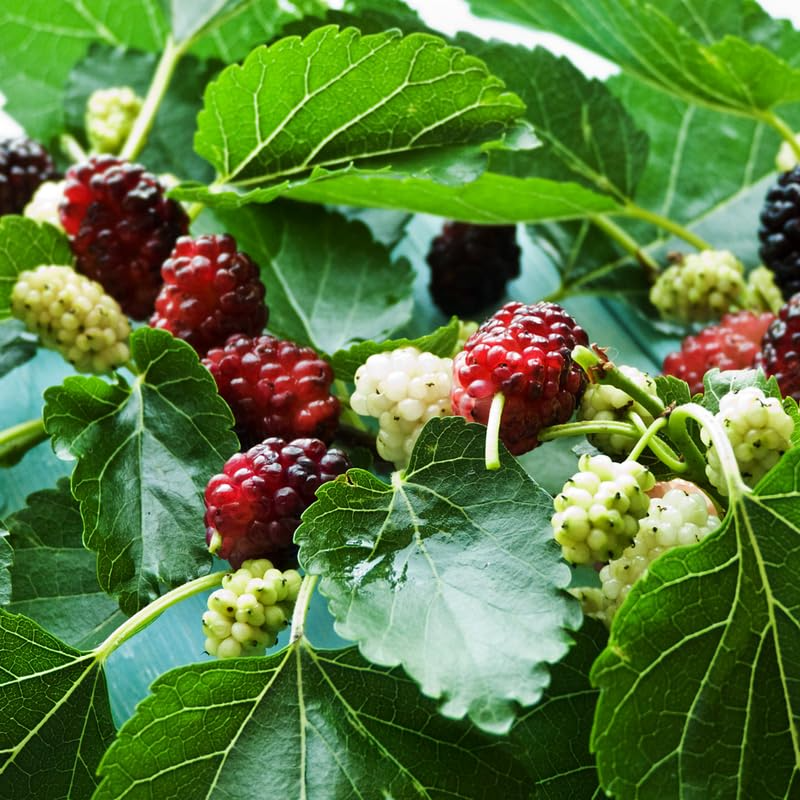 Illinois Everbearing Mulberry Live Plant 3-15" Tall Morus alba Fast-Growing Fruit Tree for Zones 4-8, Edible Wildlife-Friendly