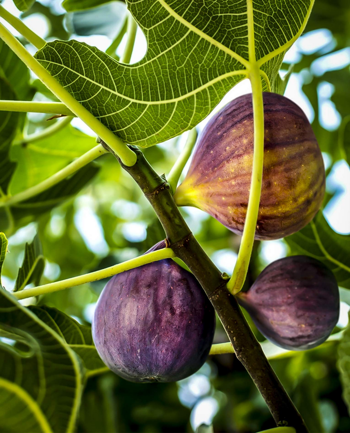 3 Black Mission Fig Trees - Ficus carica Starter Plants | Sweet Edible Fruit for Containers & Gardens | Fast Growing Fruit Tree