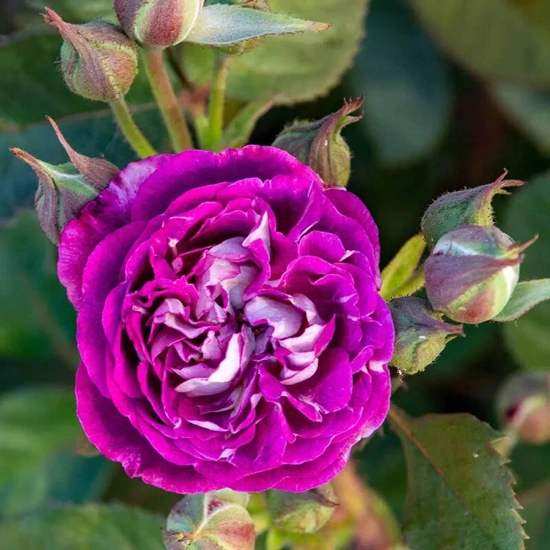 Cosmic Cloud Rose Cuttings, 3 Unrooted Stems, Velvety Pink-White Flowers, Rosa 'Cosmic Cloud' for Propagation