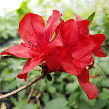 Midnight Flare Azalea Starter Plant, Small Rooted, Vibrant Red Blooms, Rhododendron, Deciduous Shrub, Zones 5-9