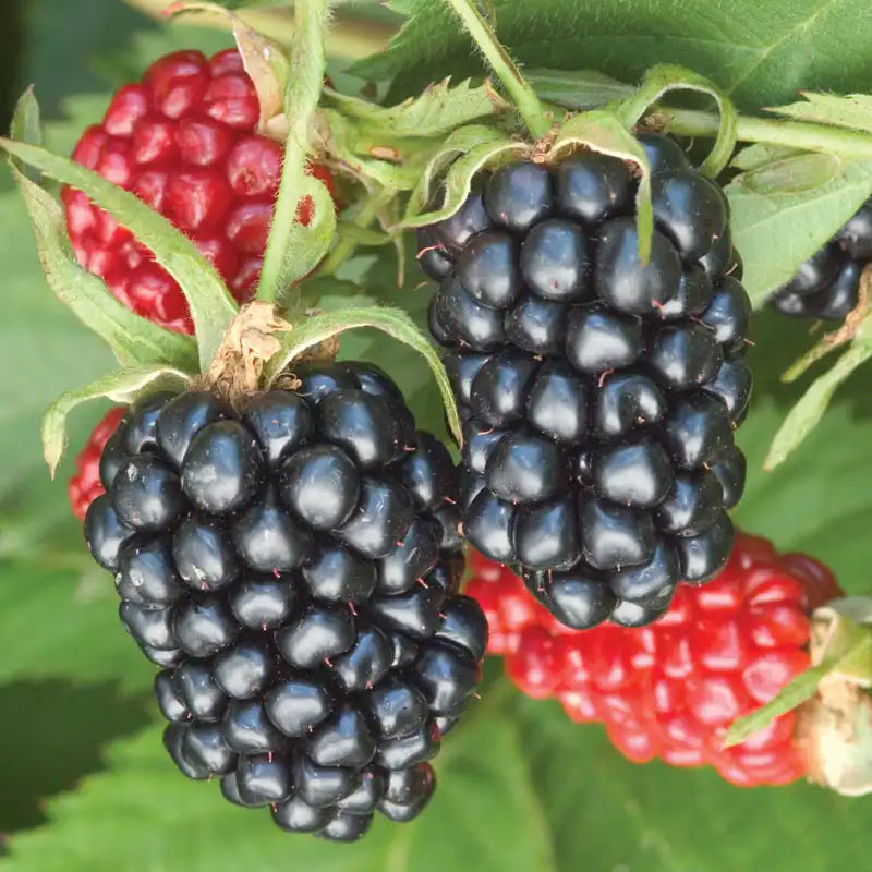 Apache Thornless Blackberry Plant - Bare Root Rubus, High-Yield Berry Bush for Home Gardens, Sweet Blackberries