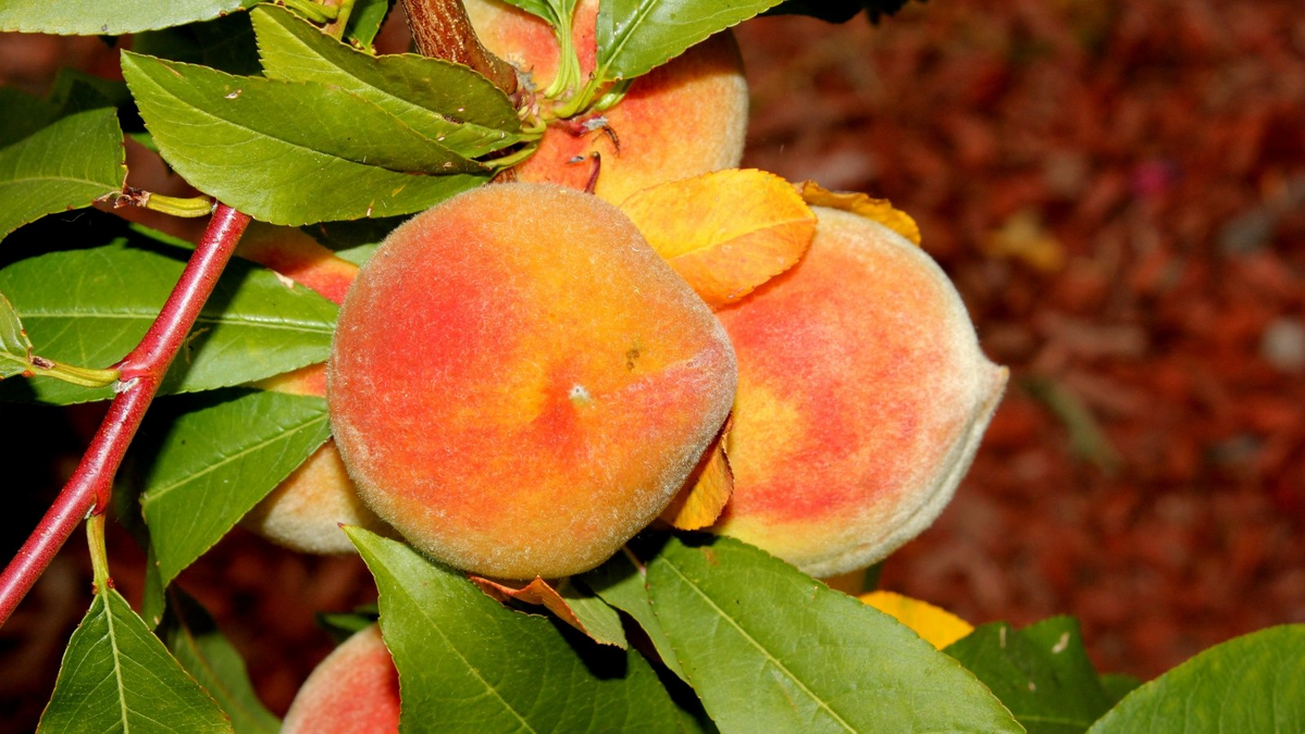 Elberta Peach Tree Cuttings - 4 Live 7+ Inch Cuttings, Prunus persica, Fruit Tree for Propagation, USDA Zones 5-9