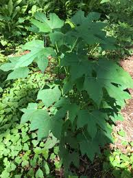 Chaya Tree Cuttings - 3 Live 6-8 Inch Stems, Cnidoscolus aconitifolius, Tropical Edible Plant, Mayan Spinach, Fast Growing