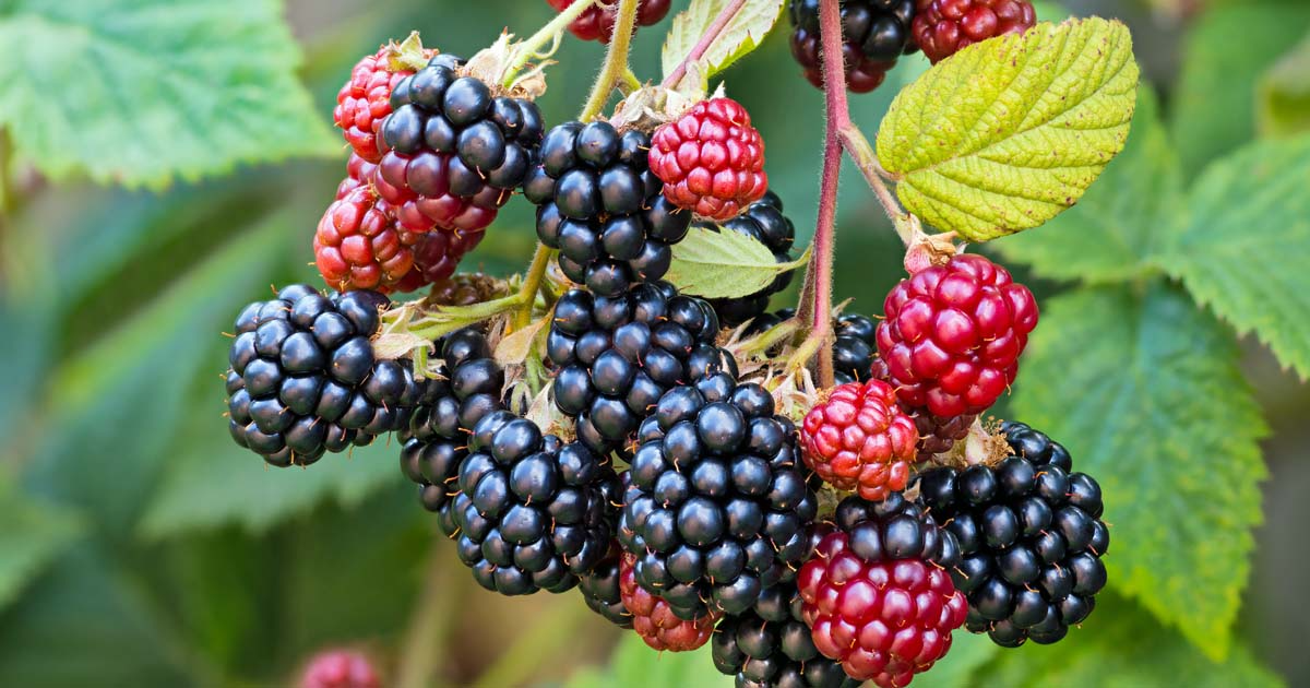 5 Ebony King Blackberry Cuttings 8-10 Inches (Rubus fruticosus) Unrooted Scions for Grafting or Rooting, Hardy Fruit Plant