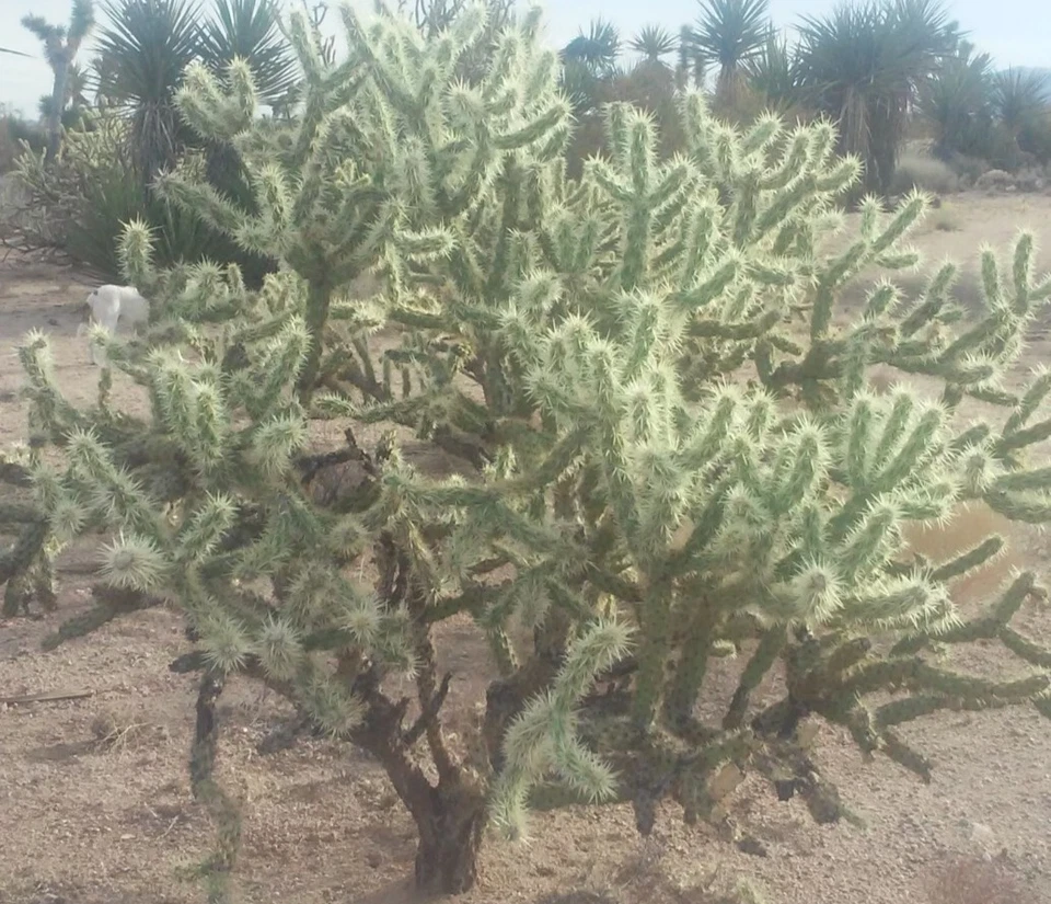 Cholla Cactus Cuttings - 2 Fresh 6" Branches - Jumping Cholla - Cylindropuntia fulgida - Desert Succulent for Xeriscaping