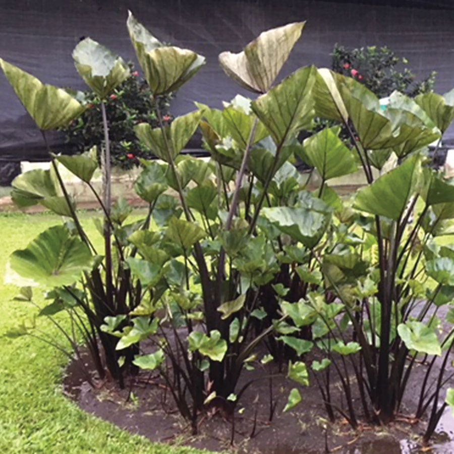 Colocasia esculenta Starter Plant, Small Rooted Elephant Ear, Tea Cup Variety, Tropical Perennial, Green Foliage