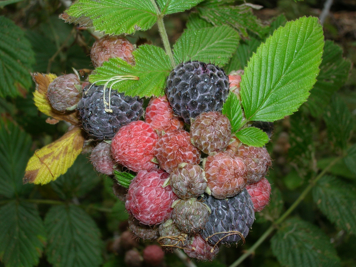 3 Black Raspberry Plants - Bare Root Starter - Rubus niveus 'Mysore' - Edible Fruit Bushes for Gardens & Home Orchards