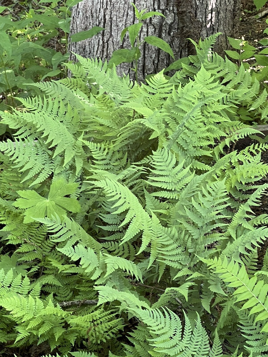 3 Leatherwood Ferns Bare Root Plants - Dryopteris marginalis - Evergreen Shade Tolerant Native Perennial for Woodland Gardens