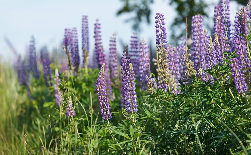 Lupinus Seeds - 50 Count - Wild Alaska Harvested - Perennial Flower - Nitrogen Fixer - Lupinus spp.