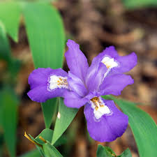 10 Bare Root Crested Dwarf Iris Plants - Iris cristata | Lavender-Blue Native Perennial for Shade & Woodland Gardens