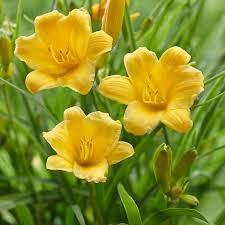 5 Bare Root Stella D'Oro Daylily Plants | Mini Border Lily | Cold Hardy Yellow Blooms | Hemerocallis 'Stella D'Oro'