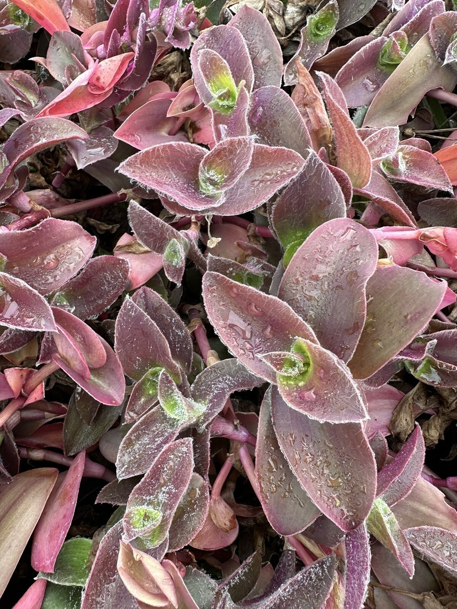 5 Unrooted Cuttings Tradescantia 'Pale Puma' Fuzzy Purple Plant Tradescantia pallida Rare Indoor Plant