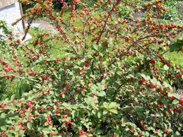 10 Unrooted Nanking Cherry Cuttings 6-8" Prunus tomentosa Hardy Fruit Shrub for Wildlife Landscaping
