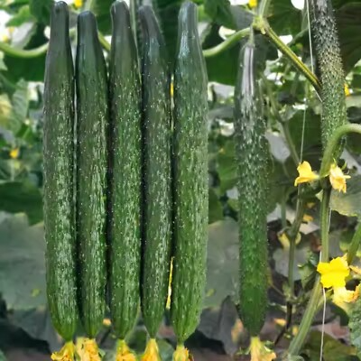 60 Seeds Asian Suyo Long Cucumber - Heirloom Non-GMO High Yield Cucumis sativus - Sweet Crisp Ideal for Gardens Greenhouses
