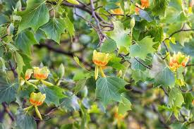 6+ Tulip Tree Cuttings | Liriodendron tulipifera | Fast-Growing Shade Tree | Green-Yellow Blooms | Drought-Tolerant
