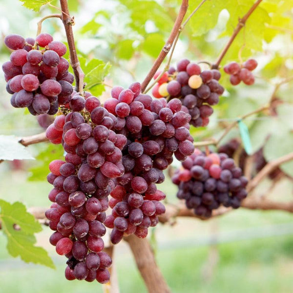 10 Unrooted Cuttings - Crimson Red Seedless Table Grape (Vitis vinifera) - Sweet Fruit for Easy Vine Growth