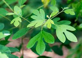 10 Sassafras Cuttings – Fresh Unrooted Edible Wildlife Ornamental – Sassafras albidum – Garden Plant for Culinary Use