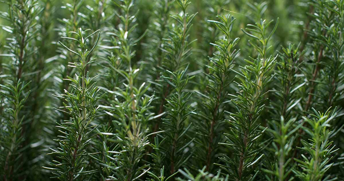 15 Organic Rosemary Herb Cuttings, 10" Unrooted, Rosmarinus Officinalis, Fresh Culinary Herb for Easy Propagation