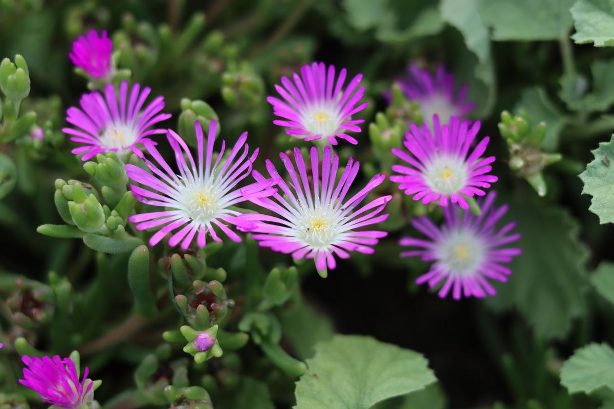 Delosperma Cuttings, 5 Stem Pieces, Purple-Pink Succulent Ground Cover, Delosperma sp., Drought Tolerant, USDA Zones 6-9
