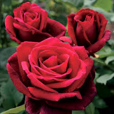 Mr. Lincoln Rose Cuttings (3) - Deep Red Velvet Fragrant - Rosa 'Mr. Lincoln' - 5-7 Inch Garden Roses for Propagation
