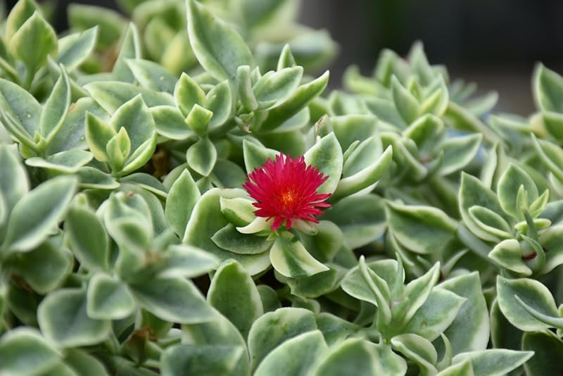 Variegated Baby Sun Rose Starter Plants - 3 Pack Aptenia Cordifolia Variegata, Trailing Succulent, Low Maintenance Groundcover