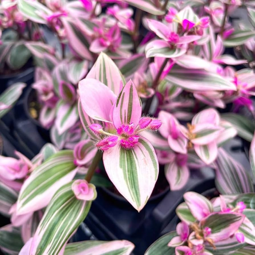 Tradescantia Nanouk Cuttings, 3 Unrooted Stems, Pink Variegated Foliage, Trailing Plant, Tradescantia cerinthoides