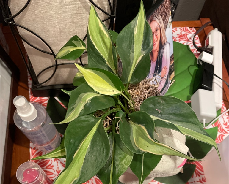 Rooted Philodendron Cuttings - Cream Splash Variegated Houseplant - Philodendron hederaceum