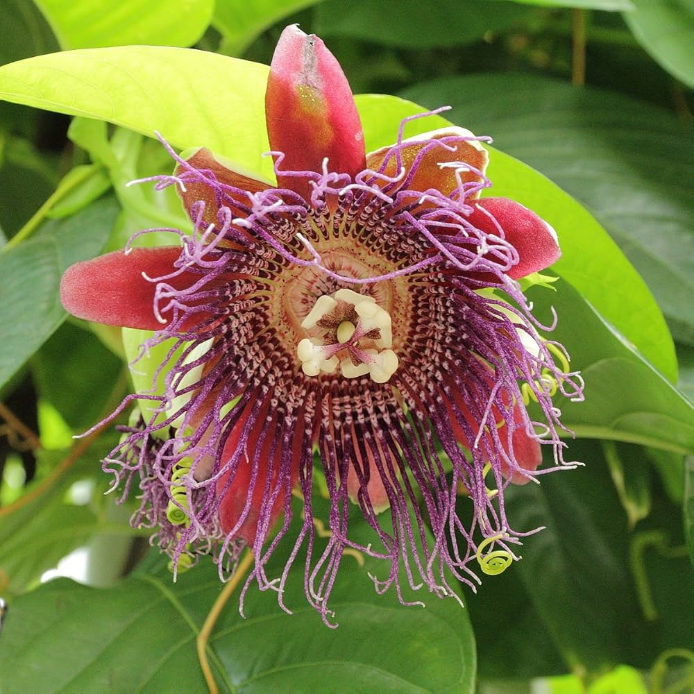 Giant Granadilla Passion Fruit Live Starter Plant | Passiflora ligularis | Tropical Sweet Fruit Vine for Gardens & Containers