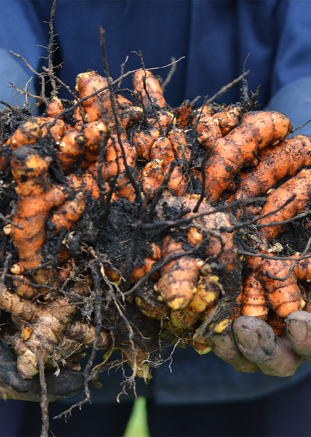 Turmeric Root Bulbs - 6 Live Rhizomes, Curcuma longa, Tropical Ginger Family Plant, USDA Zones 8-11