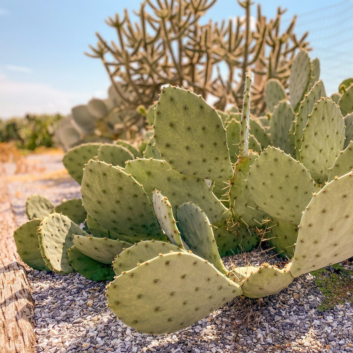 West Texas Prickly Pear Cactus Cutting - 1 Pad Segment Opuntia lindheimeri for Planting & Propagation
