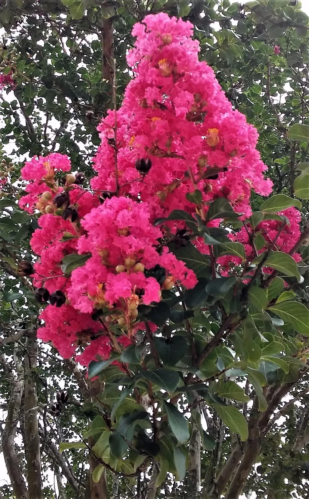 Rooted Cuttings - 6" Hot Pink Crepe Myrtle - Lagerstroemia indica - Bare Root, Dormant
