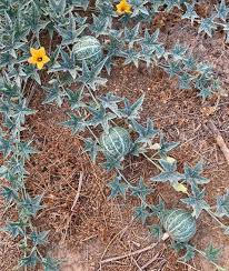 Rare Silver Fox Melon Seeds - 10 Heirloom Non-GMO Seeds for Sweet Summer Fruit | Cucumis melo | Striped Green Rind