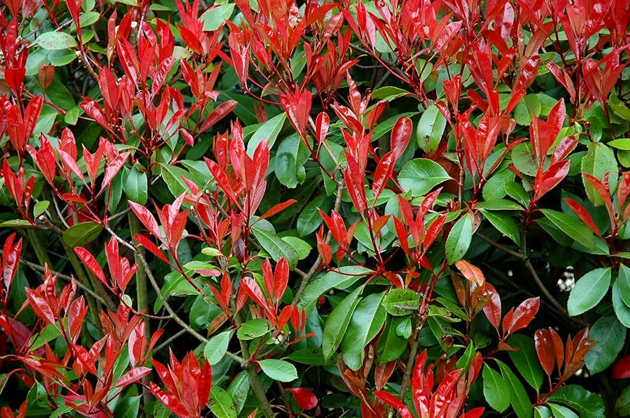Photinia x fraseri Cuttings - 10 Count - Red Tip Shrub - Evergreen Hedge Plant - Ideal for Privacy Screens and Landscaping