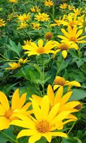 Live Rooted Cuttings - Tithonia Diversifolia - Mexican Sunflower - Fast Growing Pollinator Plant - Organic Herbaceous Perennial