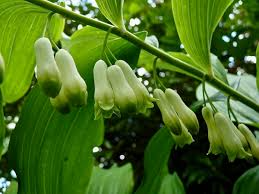 3 Bare Root True Solomon's Seal Plants - Polygonatum biflorum | Perennial Shade Wildflower for Woodland Gardens