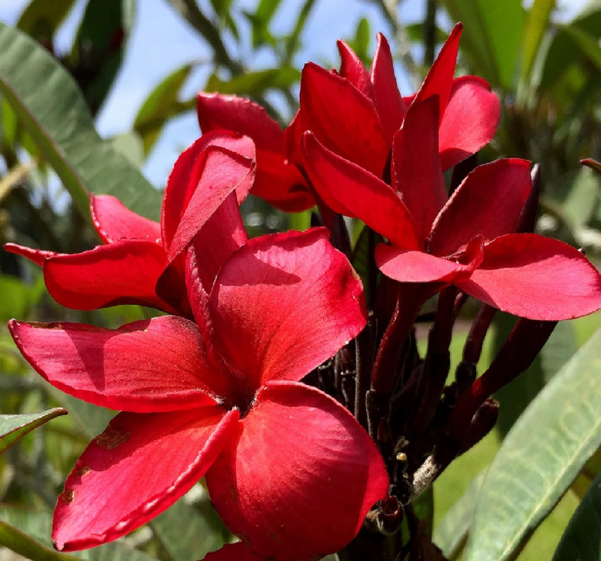 Plumeria Cuttings 12-14 Inch Miami Rose Variety Frangipani Plant Propagation Plumeria rubra